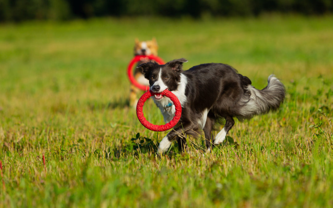 Healthy Exercise Inspiration for Your Puppy