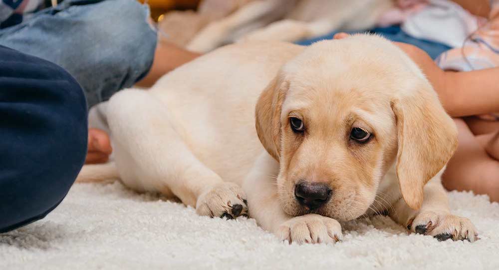 Puppy Potty Training Pitfalls and How to Avoid Them