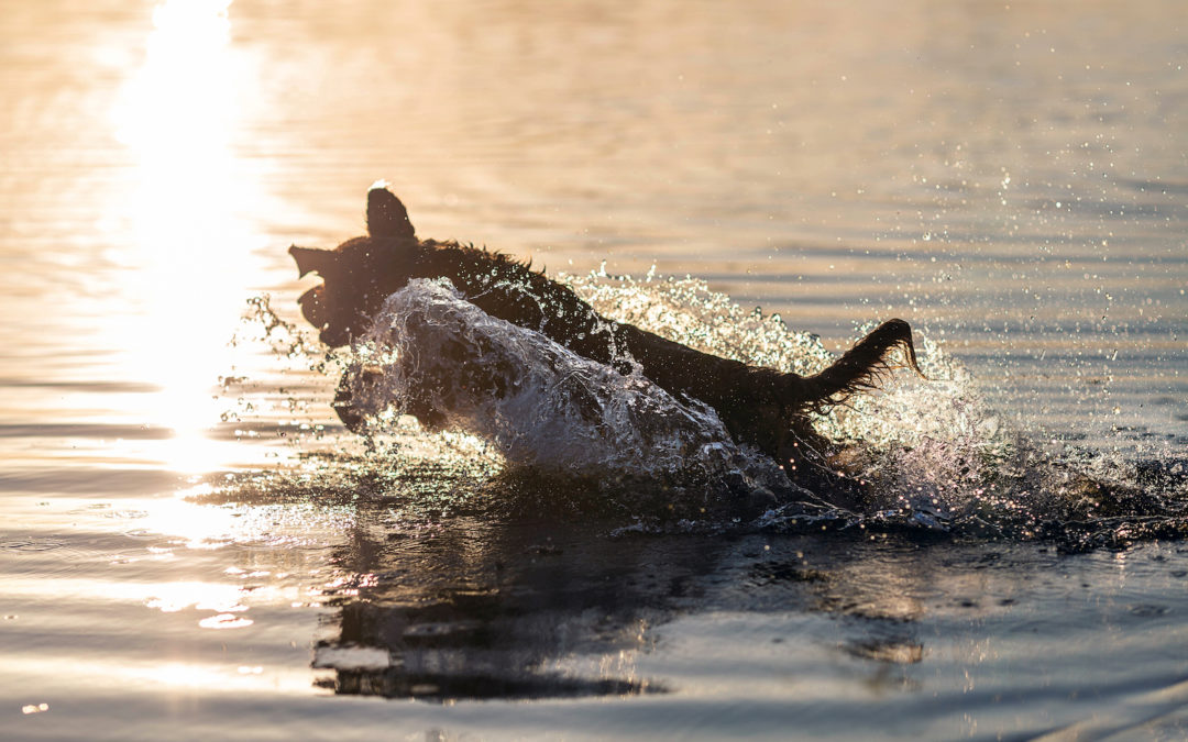 Water Safety for Your Dog