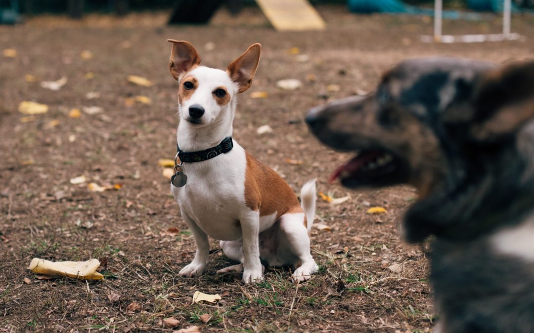 Dog Park Safety for the Whole Family