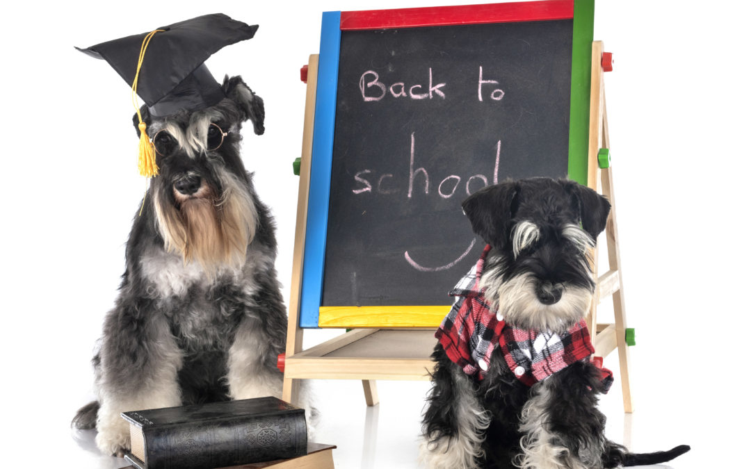 Back to School for Your Puppy