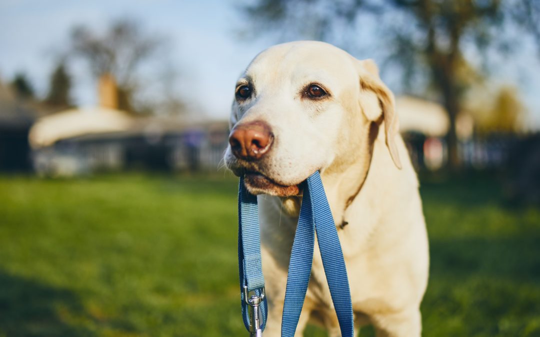 Dangers of Not Leash-Training Your Dog
