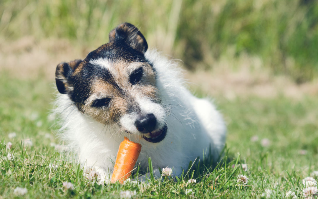 What to Do if Your Dog Shows Food Aggression