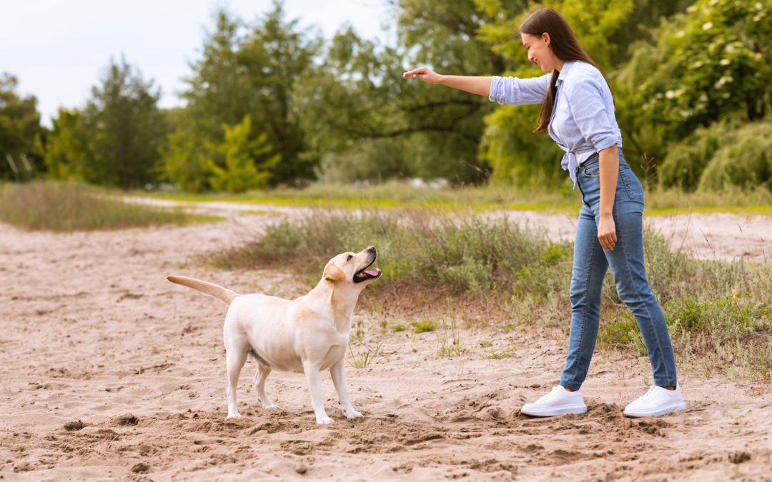 Which 5 Commands Should Every Dog Know Without Fail?
