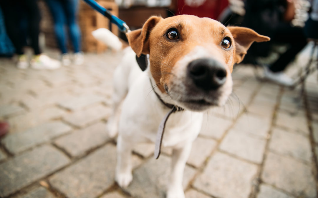 Do Dogs Really Need Leash Training?