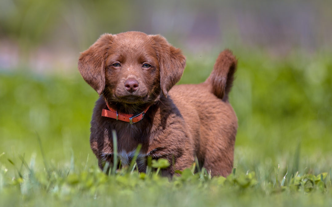 When Should Puppies Begin Training?