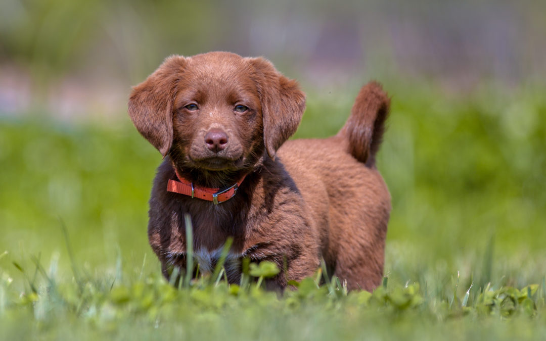 When Should Puppies Begin Training?