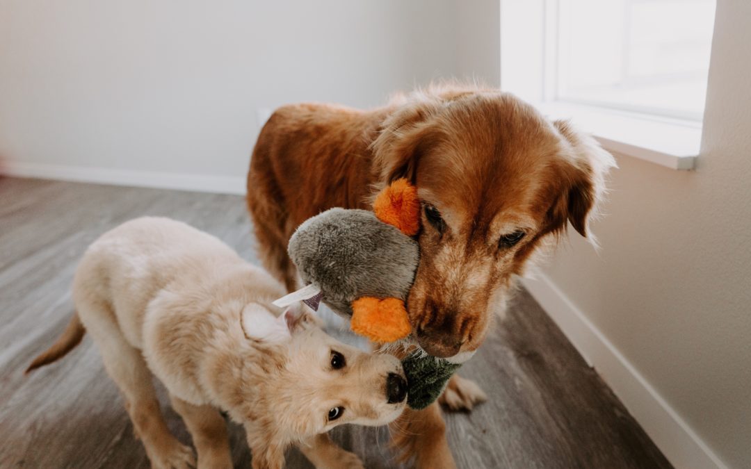 Having a Well-Trained Dog Makes Training a Next Puppy Easier