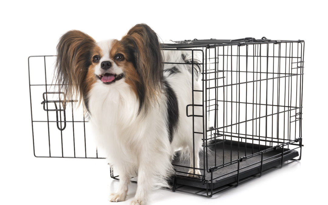 Is Crate Training Good for Dogs?