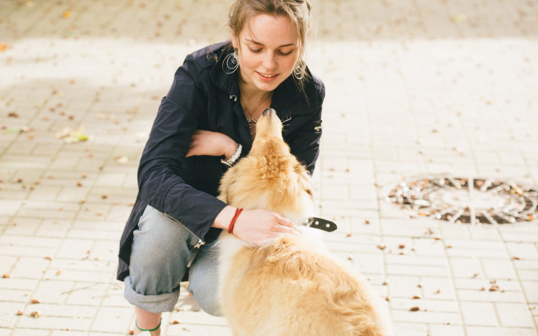 Ways of Disciplining Your Dog Without Yelling