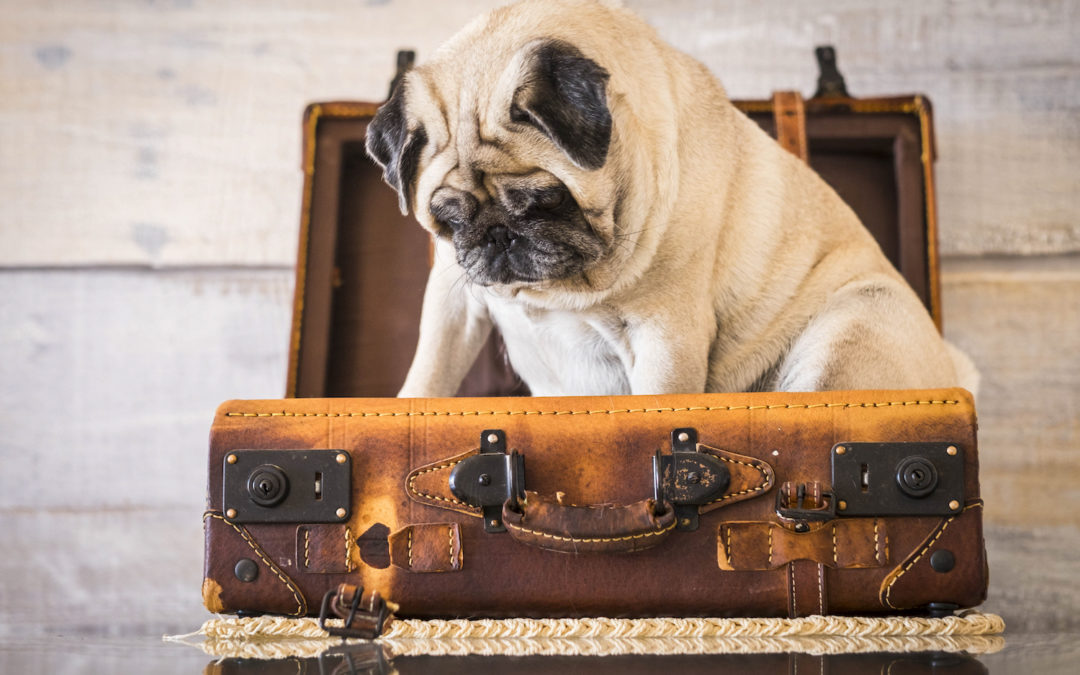6 Tips for Traveling With Your Dog