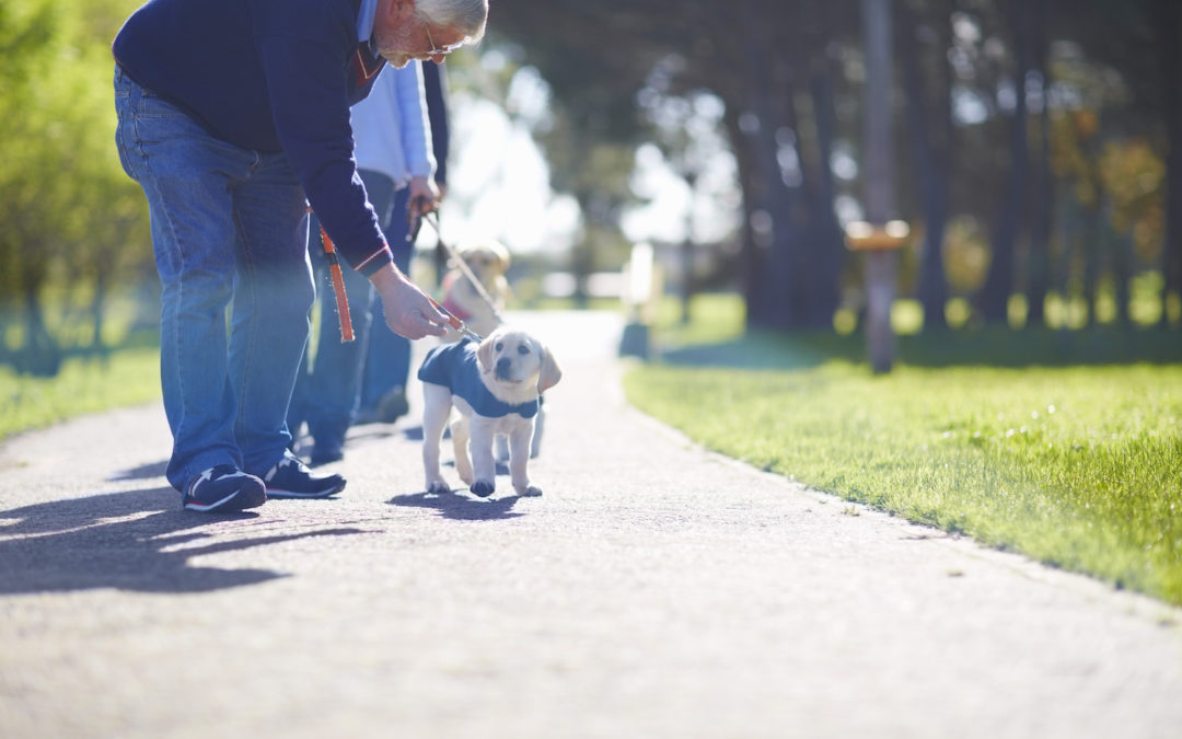 Most Important Training Your Dog Needs