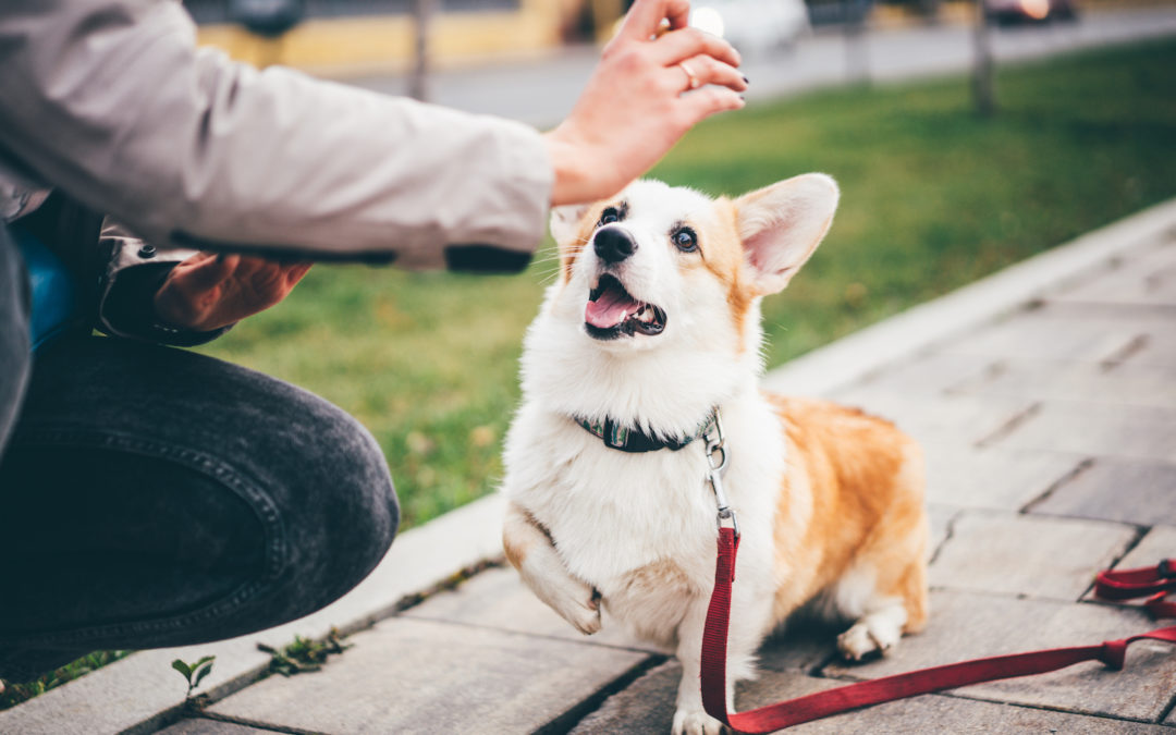 Your Dog’s Training: Home vs. Paid