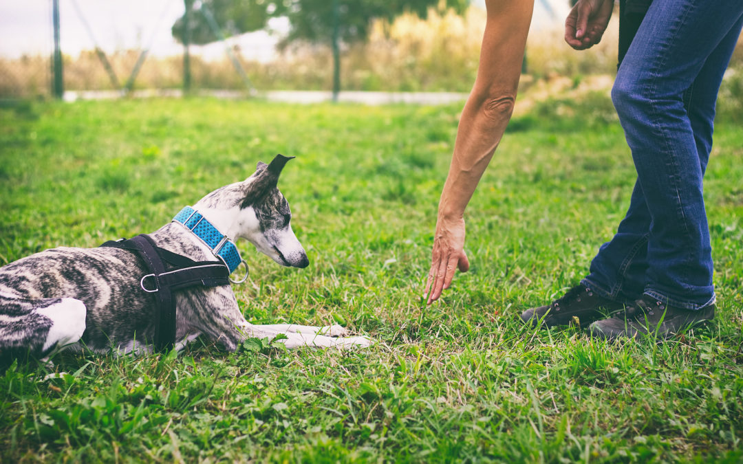 Biggest Misconceptions About Dog Training