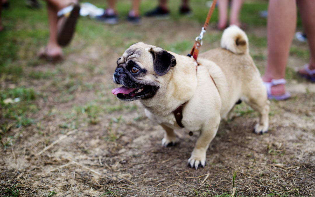 Socializing Your Adult Dogs