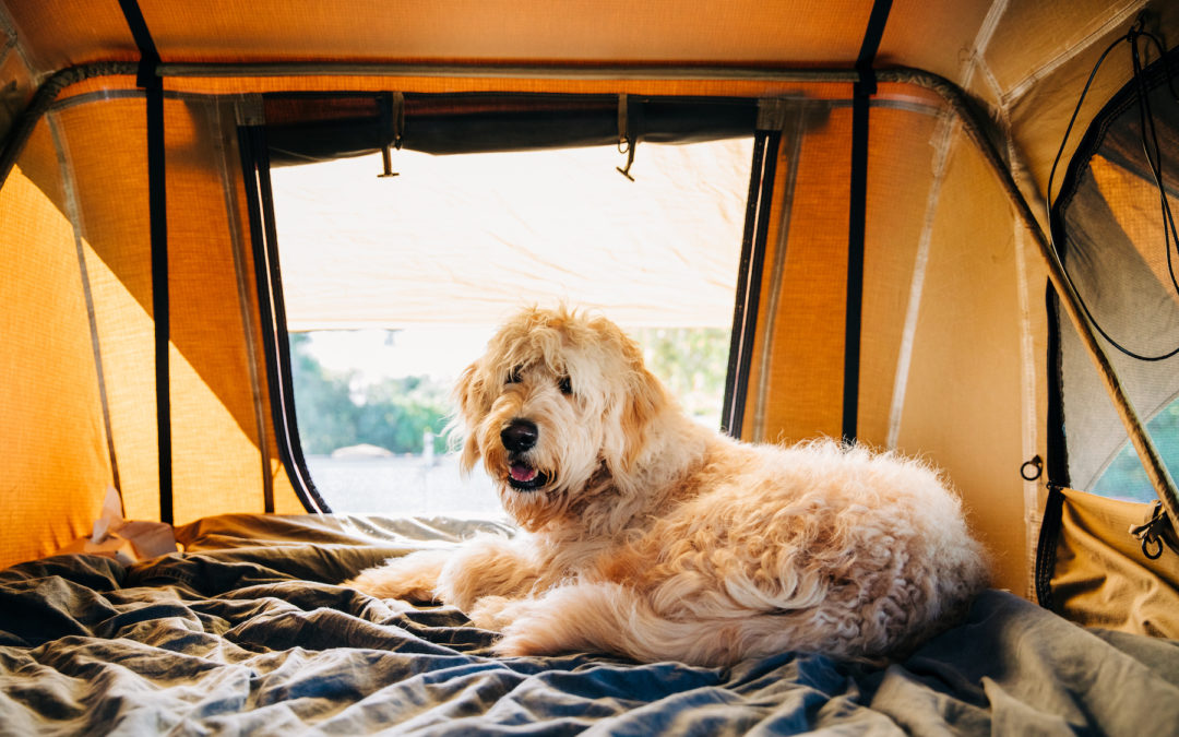 Keeping Your Dog Safe While Camping