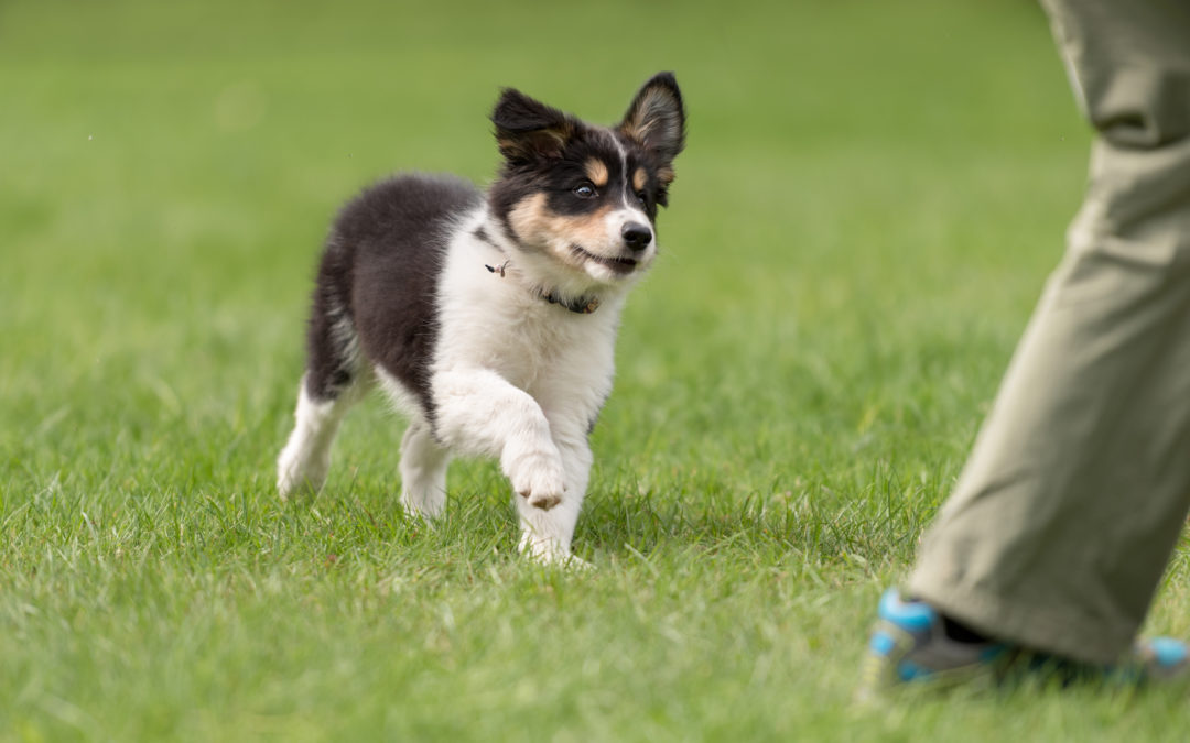 What to Expect Before Putting Your Dog in a Training Program