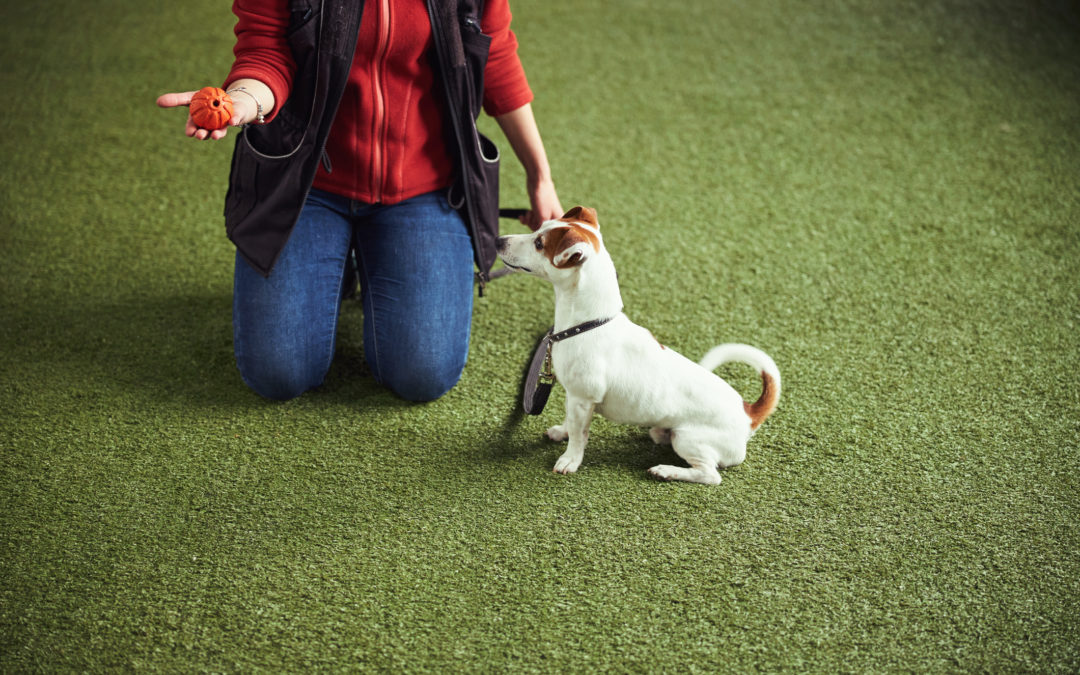 3 Reasons to Choose Professional Dog Training