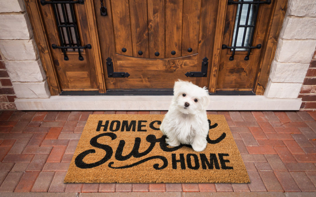 How to Properly Puppy Proof Your Home
