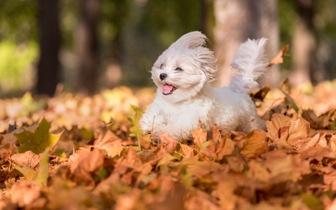 Why It’s Important to Socialize Your Puppy Early