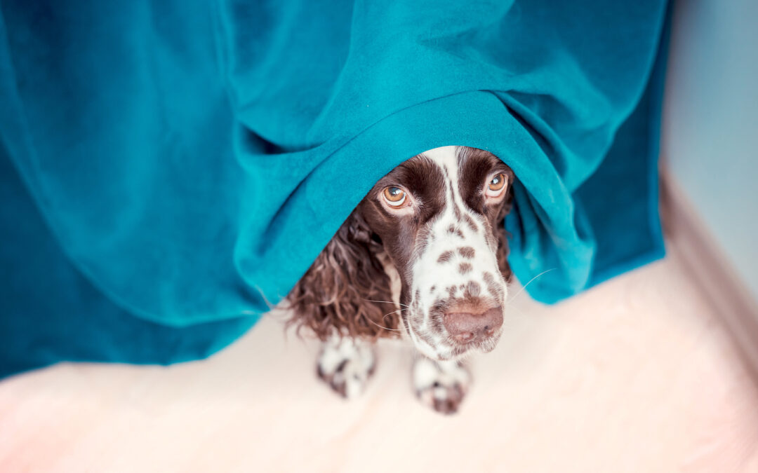 How to Calm Down Dogs During Storms