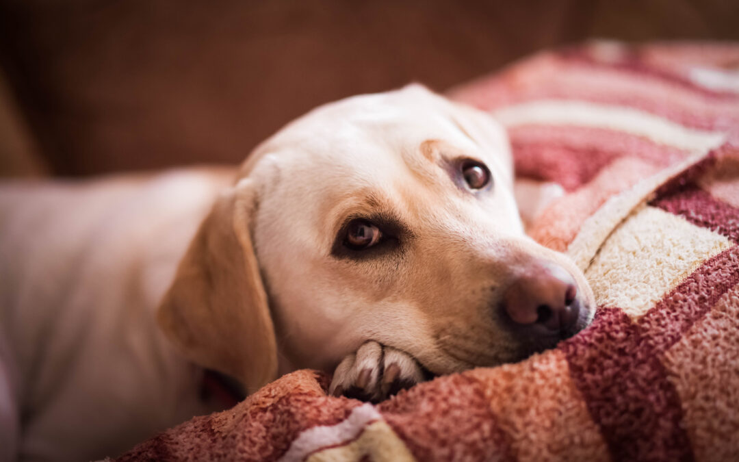 Can Dogs Get the Winter Blues?