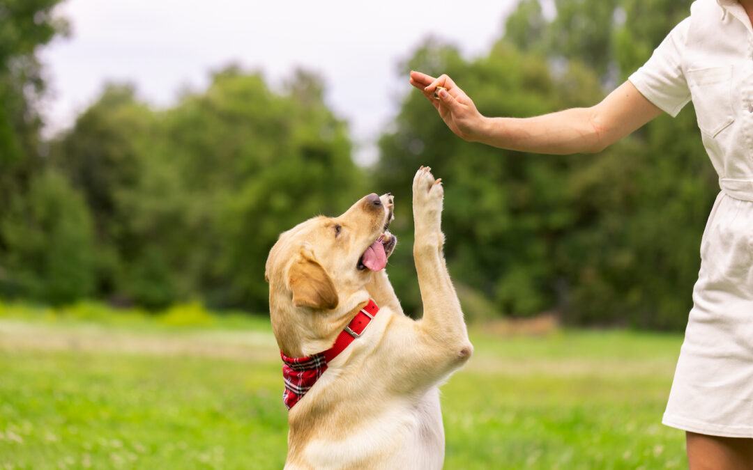 Five Ways Your Dog Shows Love