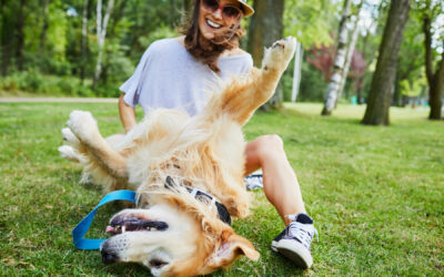 Should I Board My Dog or Hire a Sitter?