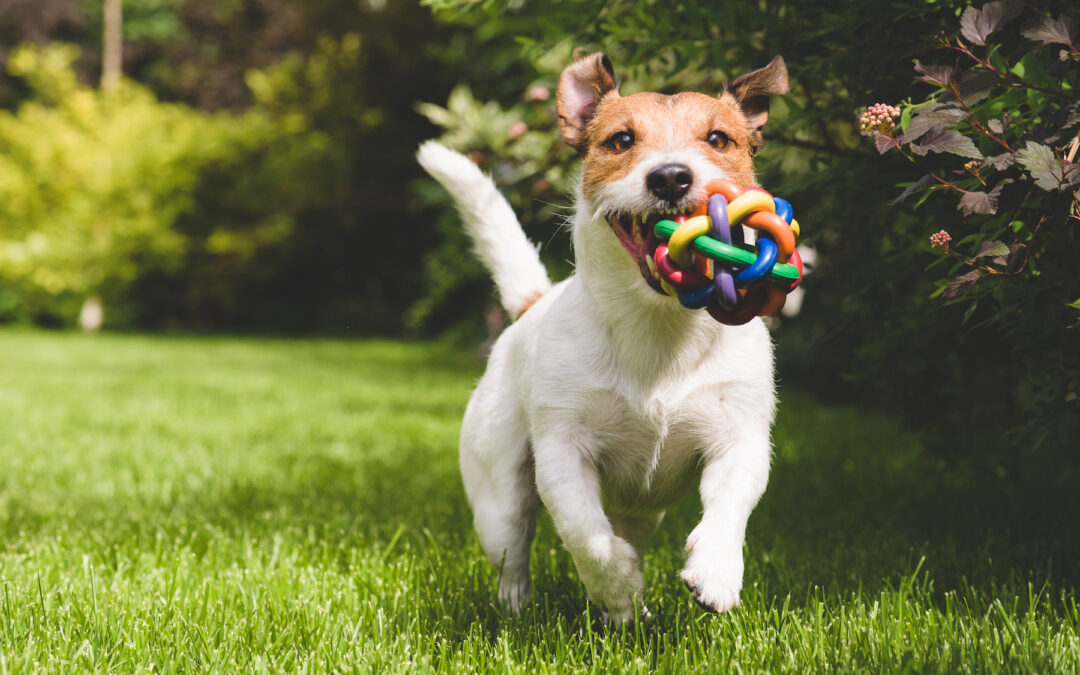 Stuck Indoors with the Zoomies? Tips and Advice