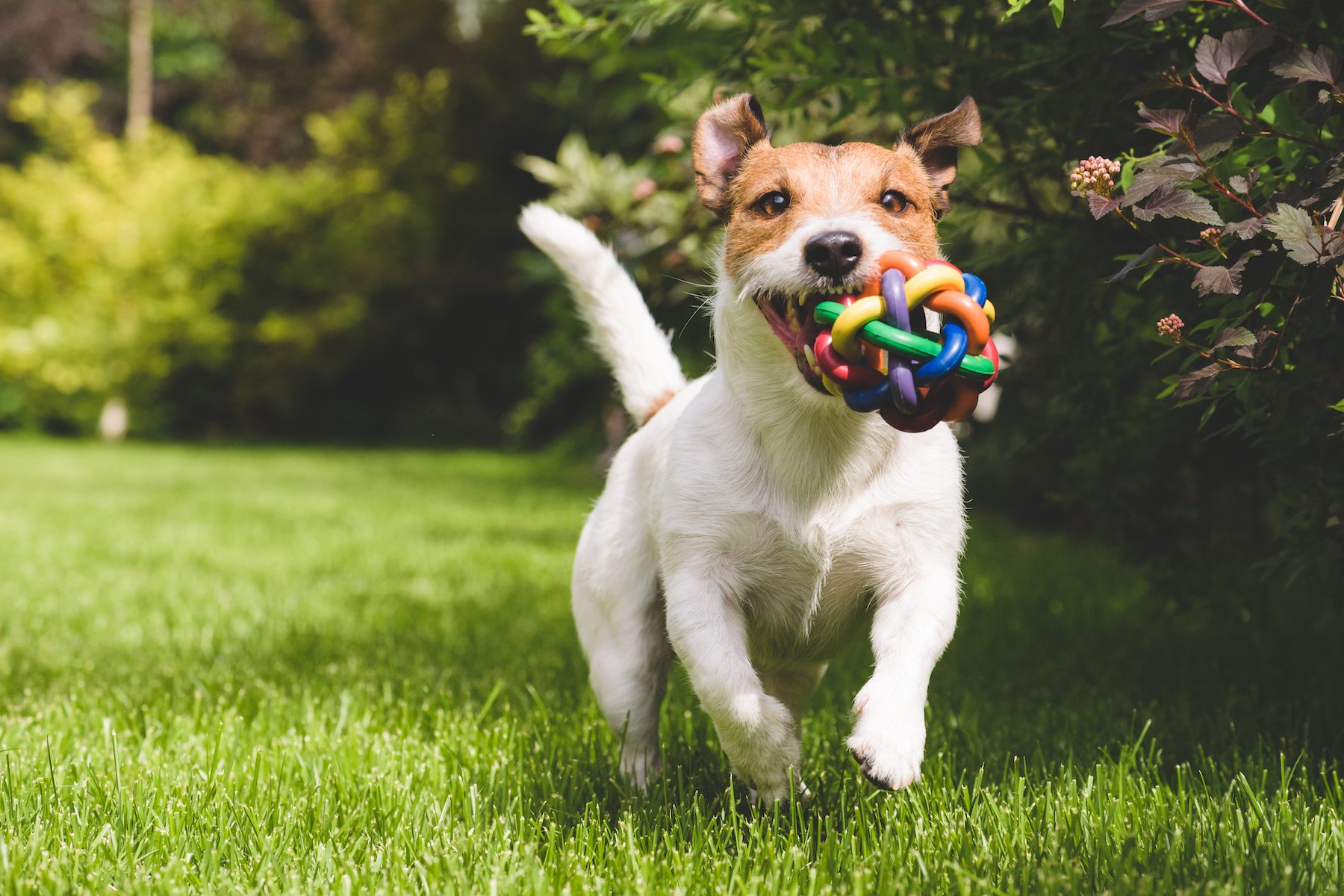 do dogs outgrow zoomies