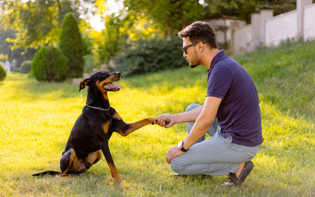 4 Ways Dog Training Benefits Owners