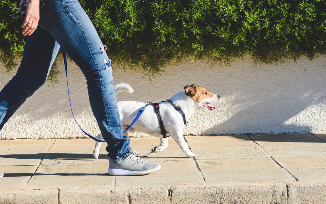 Does Your Dog Need More Exercise? Try These Tips