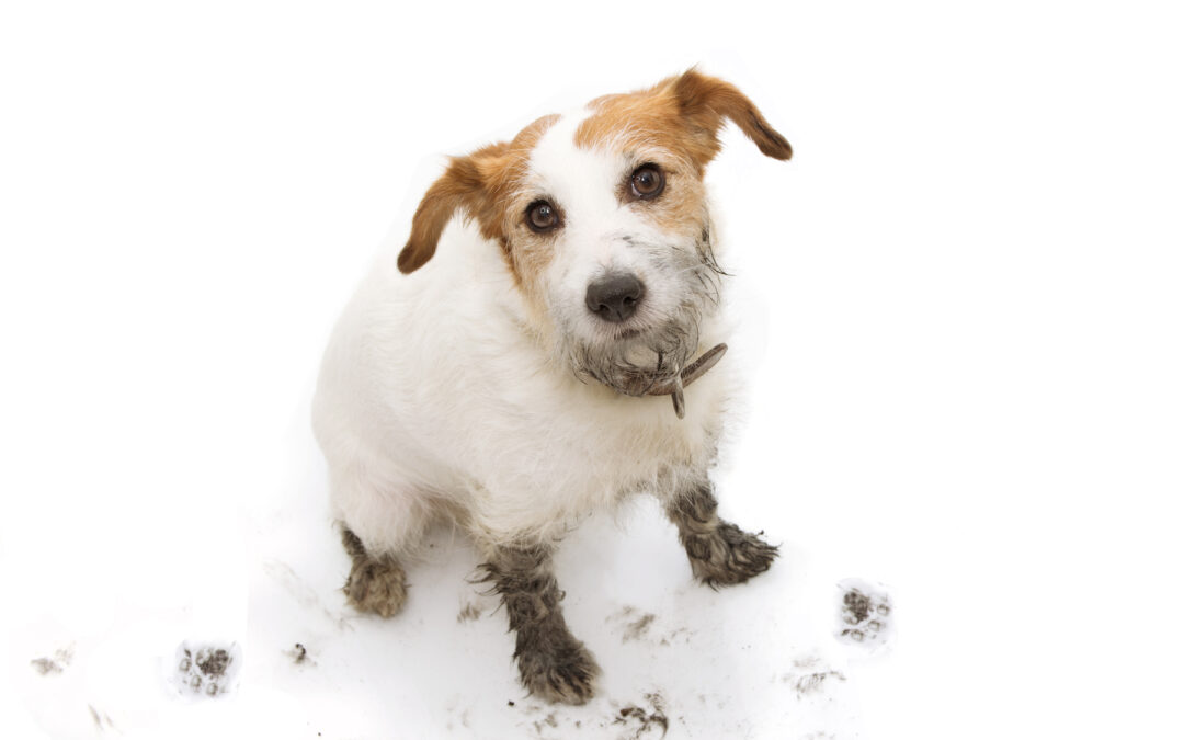 Prevent Muddy Paws by Teaching Your Pup to Wipe Its Feet