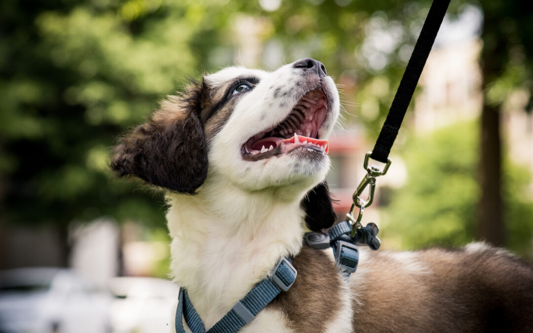 Why You Should Leash Train Your Dog