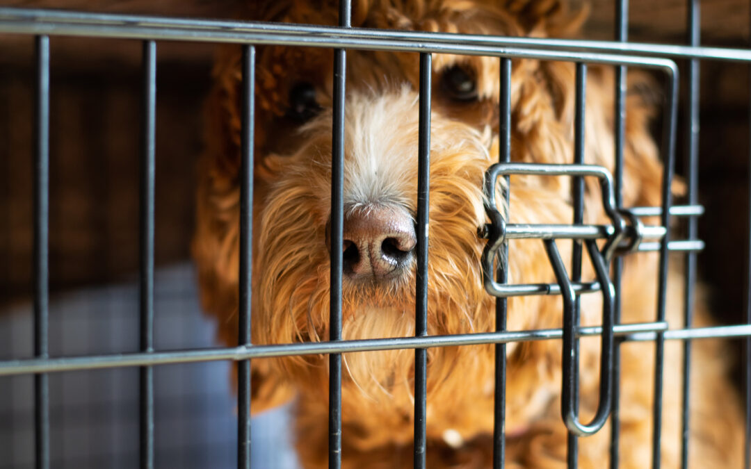 4 Tips for Crate Training Your Dog
