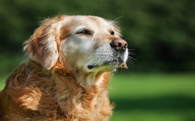 Does Training Work for Older Dogs?