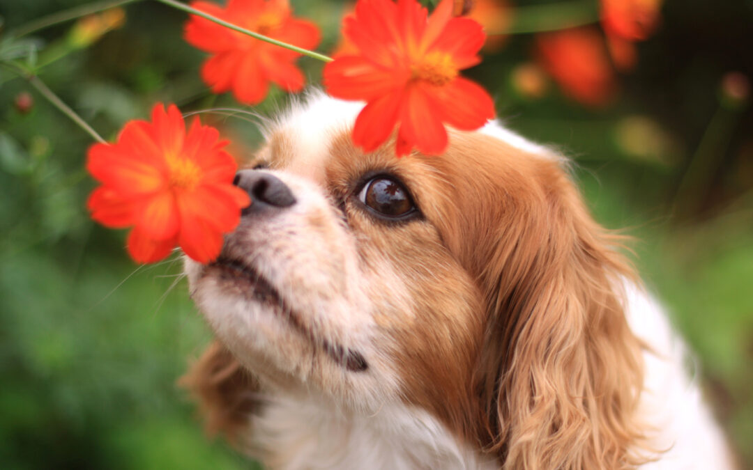 Eat This, Not That: Flowers and Plants Dogs Shouldn’t Eat