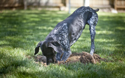 How to Have a Garden with a Digging Dog