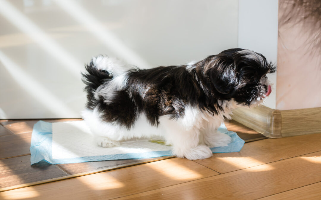 Can Puppy Pads Help When Potty Training Your New Puppy?