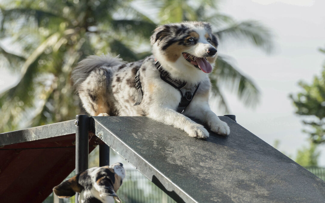 7 Tips to Protect Your Dog from Others at the Dog Park