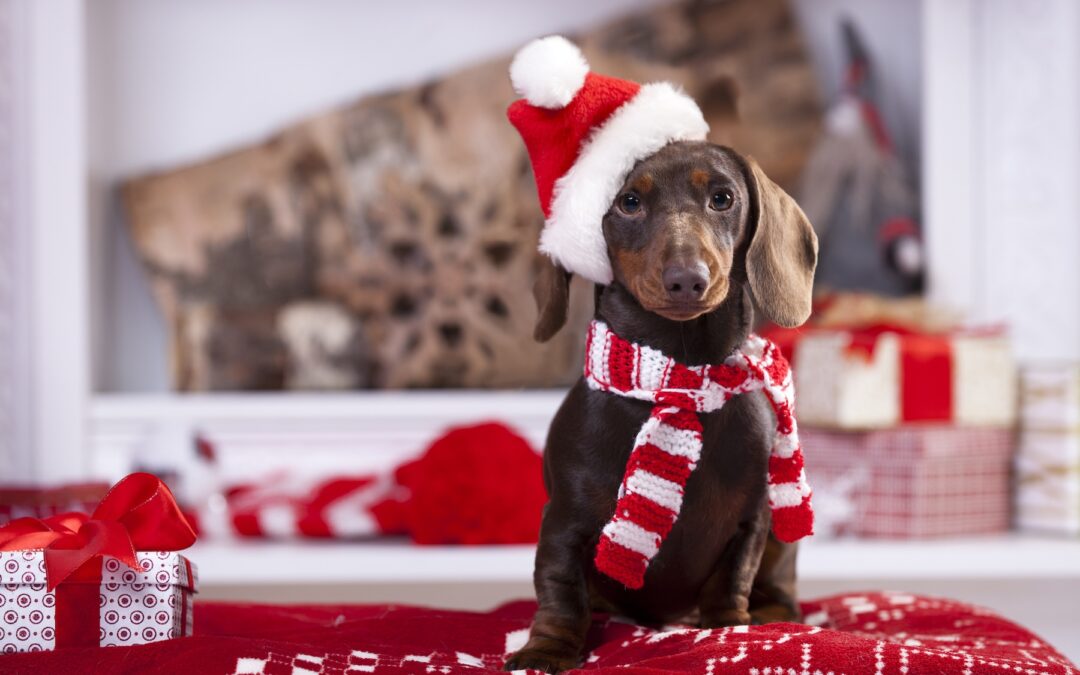 Pets Aren’t Presents – The Importance of Family Planning with Pet Additions