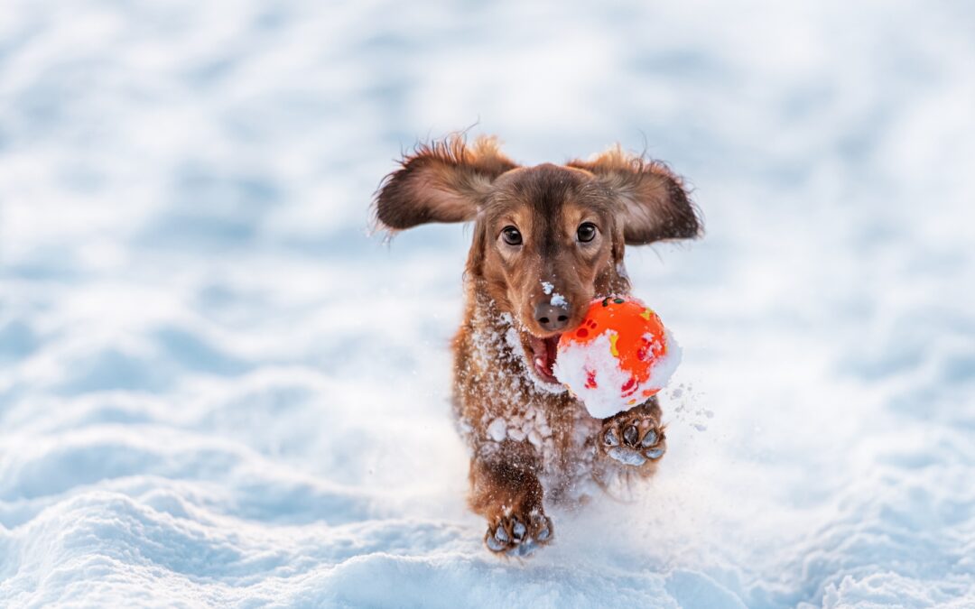 Keeping Your Dog Active in Colder Months: Tips and Tricks