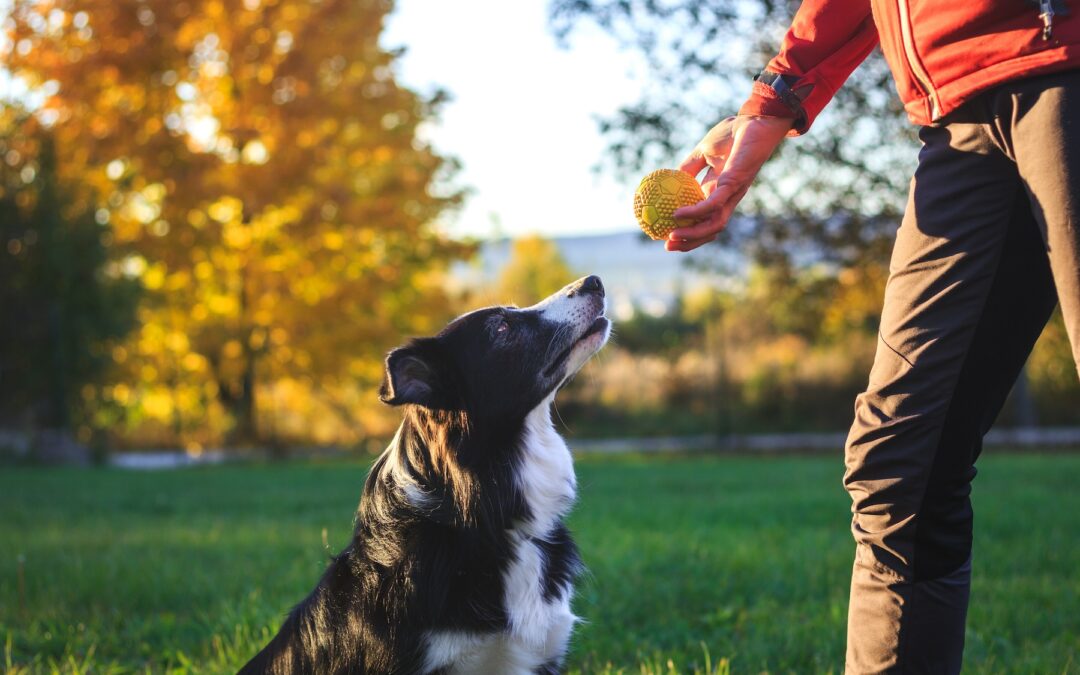 Why Positive Reinforcement Is Key for Proper Training