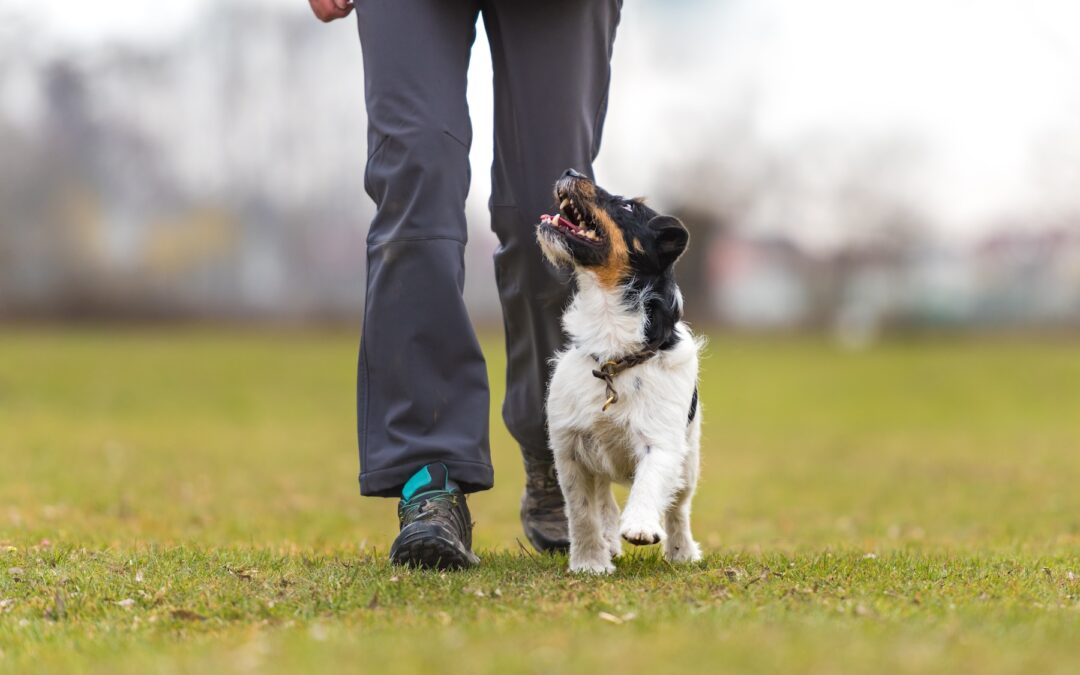 The Science Behind Dog Training: How Pups Actually Learn