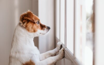 Tips to Cure Your Dog’s Loneliness When You’re Not Around
