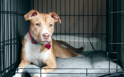 Is Crate Training Right for Your Pooch?