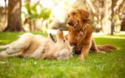How Important Is It to Socialize Your Dog?