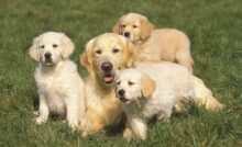 How to Introduce Your Old Dog to a New Pup
