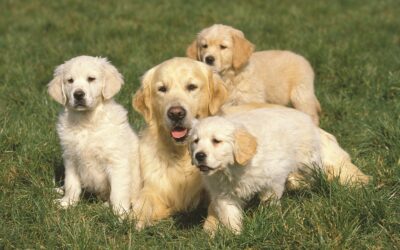 How to Introduce Your Old Dog to a New Pup