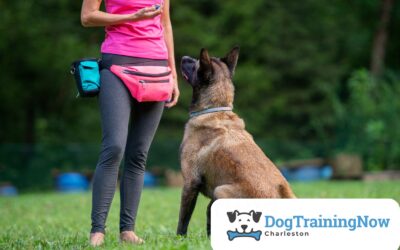 The Role of Positive Reinforcement in Dog Training